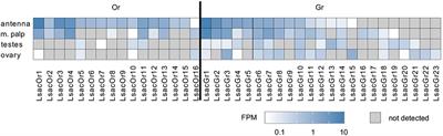 Transcriptome Surveys in Silverfish Suggest a Multistep Origin of the Insect Odorant Receptor Gene Family